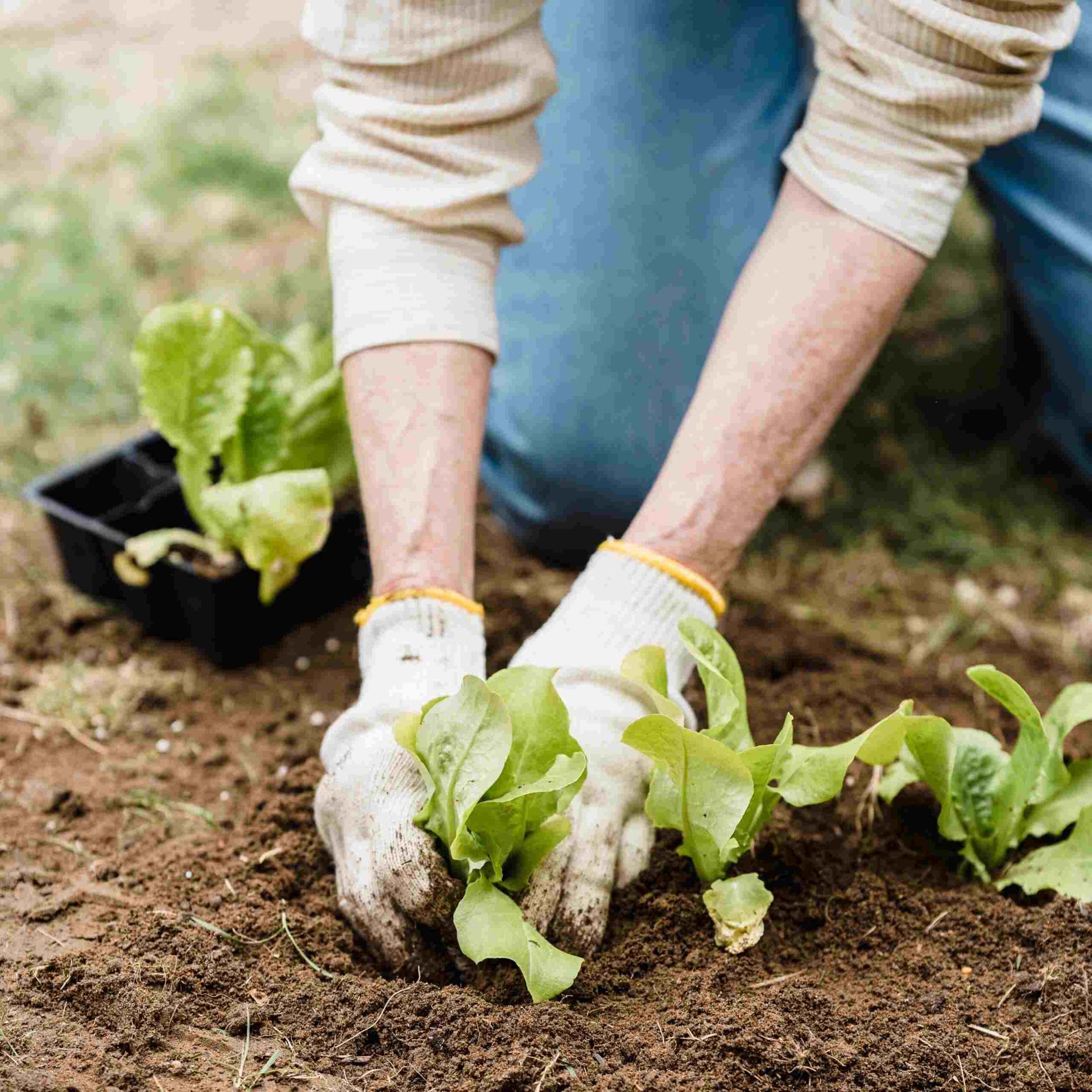 Southcentre’s Urban Garden for a Good Cause